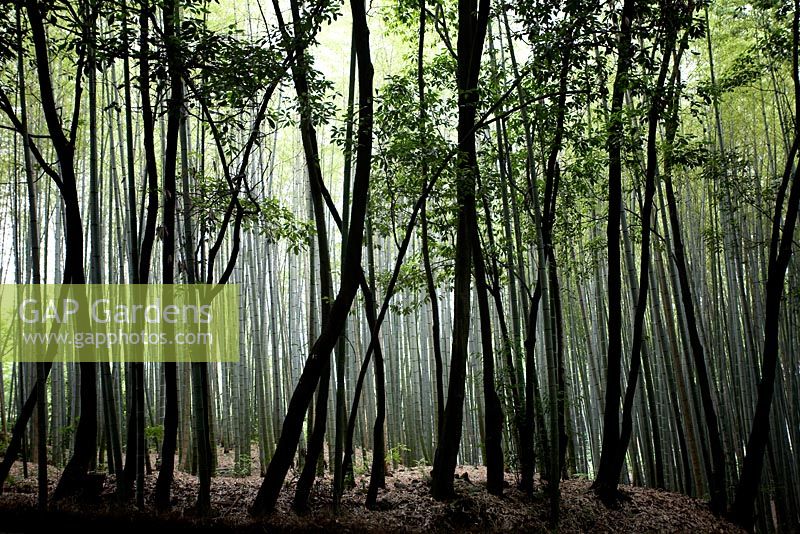 Forêt de bambous de Sagano, Arashiyama, Kyoto