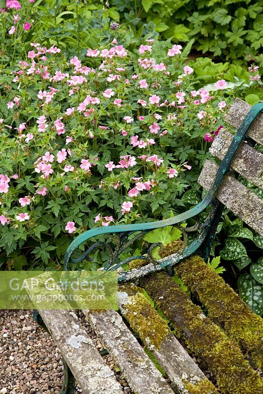 Siège avec Geranium sanguineum - 20 St Stephens Avenue, St Albans, Hertfordshire NGS Garden