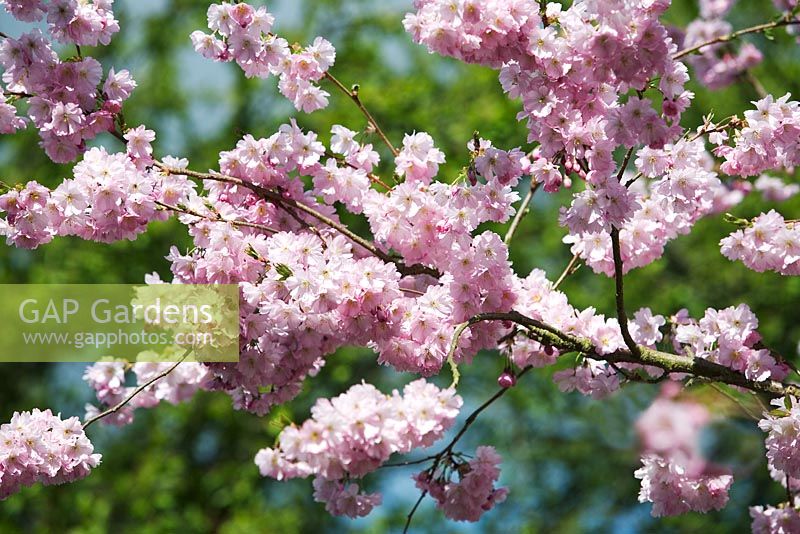 Prunus 'Accolade' - Fleur de cerisier