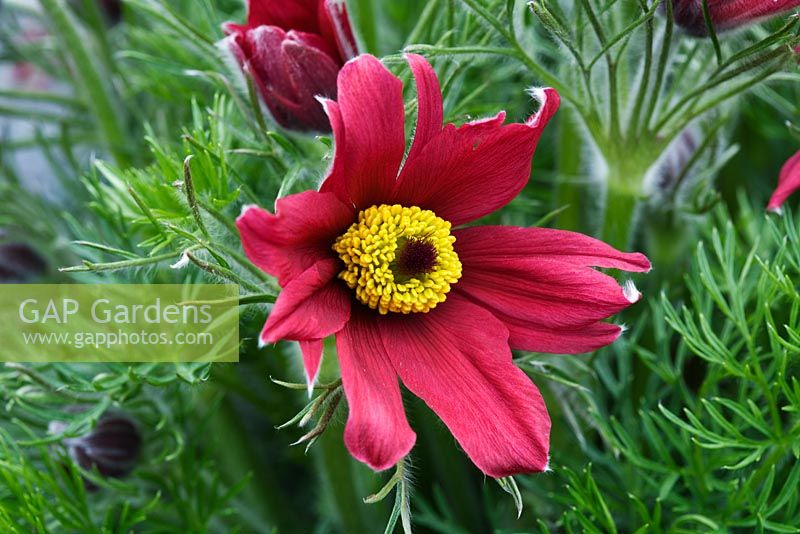 Pulsatilla à fleurs rouges