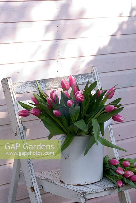 Bouquet de Tulipa 'Valentine' en arrosoir blanc sur chaise