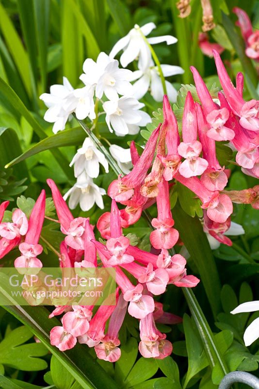 Corydalis solida avec Puschkinia libanotica 'Alba'