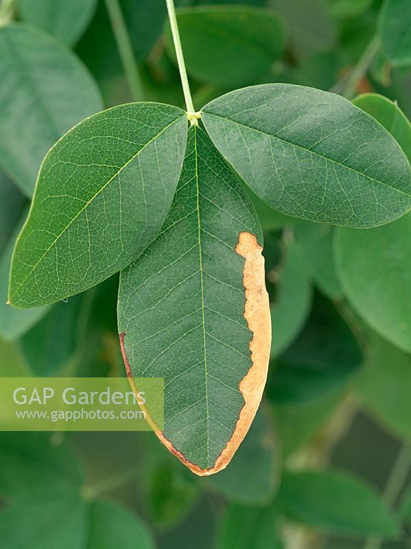 Agromyza demeijeri - Mouche minière des feuilles de laburnum causant des mines à bord linéaire