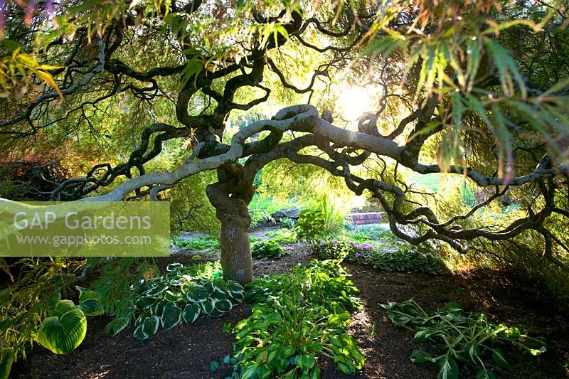 Acer palmatum - érable japonais et Hostas ci-dessous, soirée d'automne - Cloudehill Gardens, Victoria, Australie