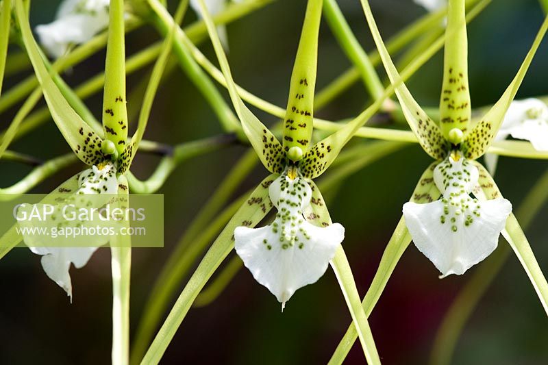 Brassia verrucosa - Fleurs d'orchidées cuivrées verruqueuses