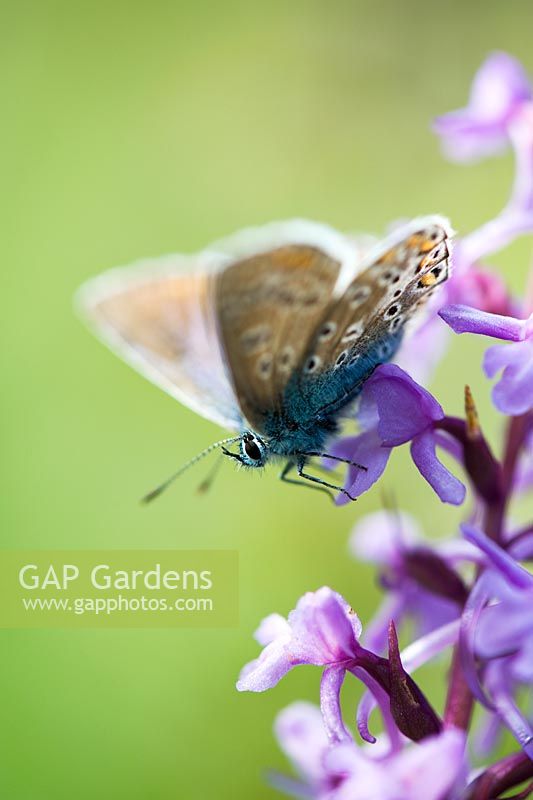Polyommatus icarus - Papillon bleu commun sur une orchidée parfumée