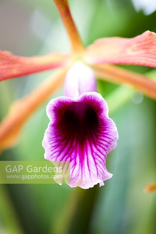 Laelia grandis var. tenebrosa - Fleur d'orchidée Gower