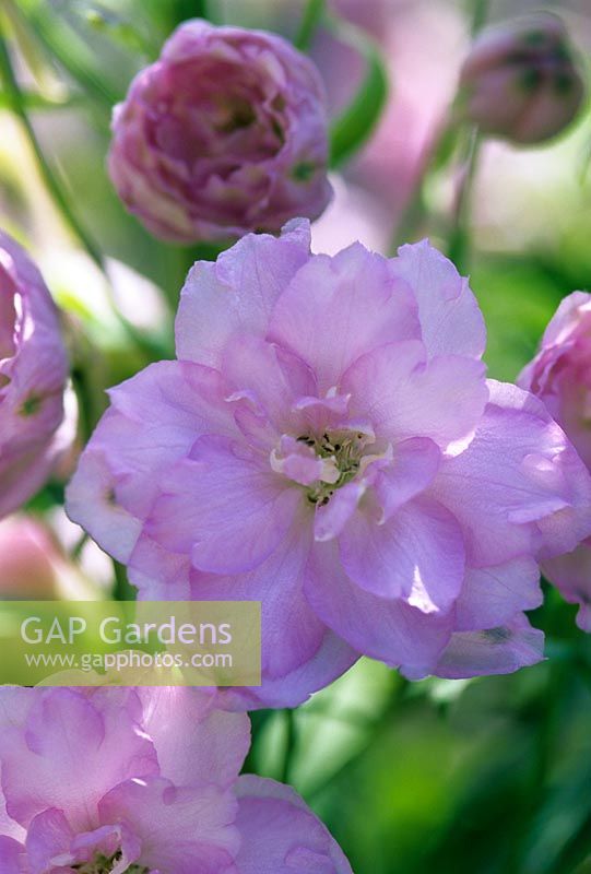 Delphinium 'Volants roses'