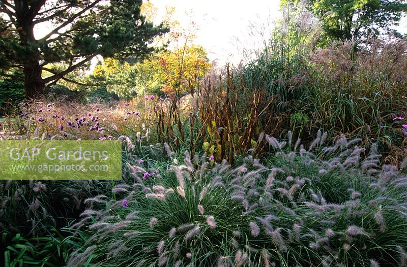 Le parterre de fleurs du Décennie en automne avec des plantes vivaces et des graminées dont Pennisetum 'Hameln', Miscanthus sinensis 'Ferner Osten' et Verbena bonariensis à Knoll Gardens, Dorset