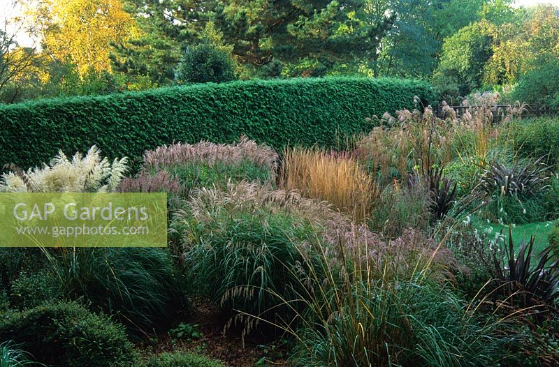 Parterre d'automne d'herbes et de vivaces, y compris Miscanthus, Cortaderia, Calamagrostis, Pennisetum villosum et Phormium tenax à Knoll Gardens, Dorset en octobre