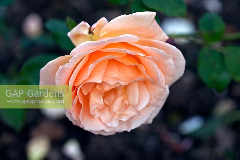 Rosa 'Nectar d'abricot'