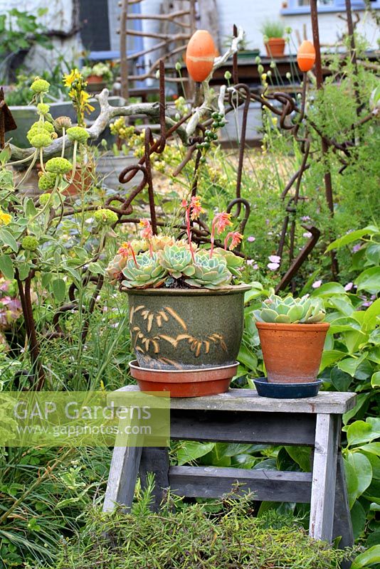 Clôtures recyclées faites de bouées, de bois flotté et de métal rouillé dans des parterres de fleurs, ancienne échelle en bois avec plantes succulentes en pots
