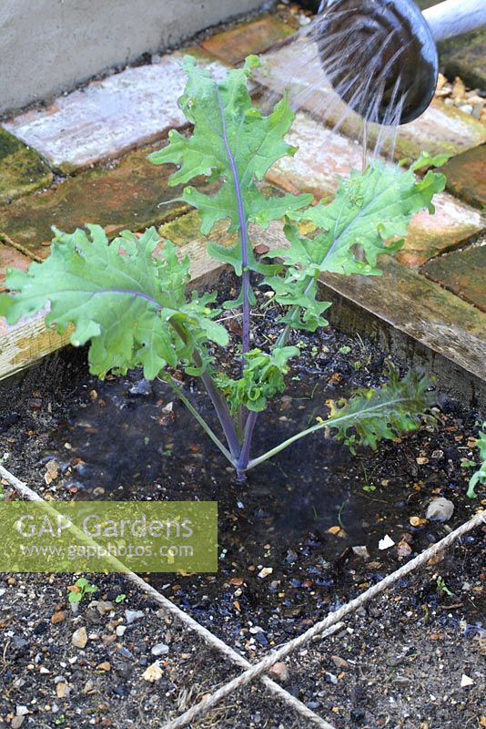 Brassica - Arrosage du chou frisé d'hiver dans des parterres conçus pour le jardinage de pieds carrés