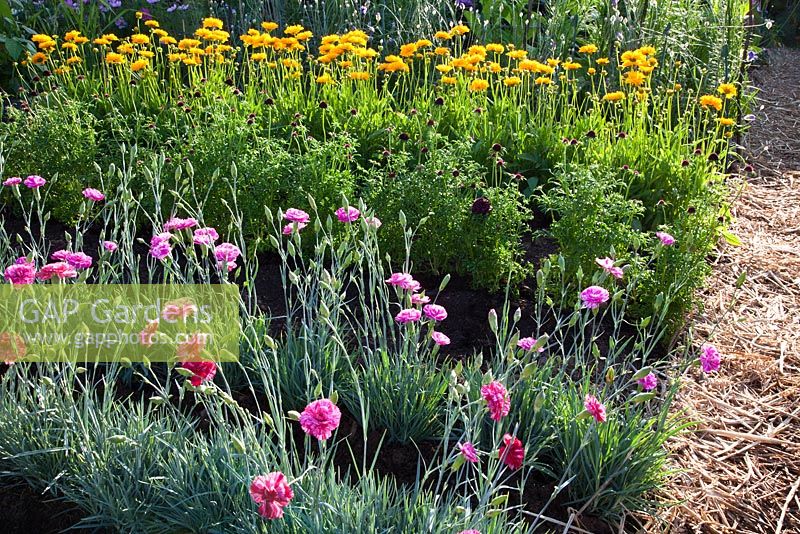 Rangées de Dianthus 'Cosmic Swirl Pink', Scabiosa et Calendula 'Orange King' avec un chemin bordé de paille dans 'The Growing Tastes Allotment Garden' au RHS Hampton Court Flower Show 2009