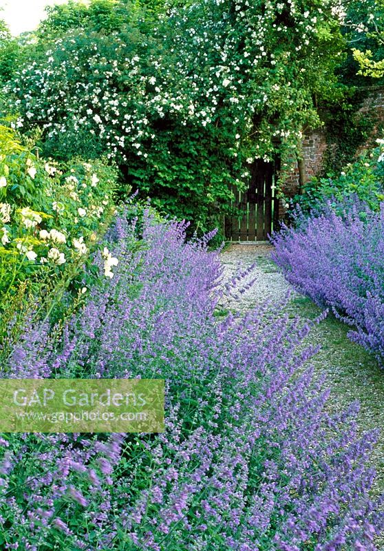 Nepeta 'Six Hills Giant' chemin d'accès à la porte avec une rose blanche couvre le mur