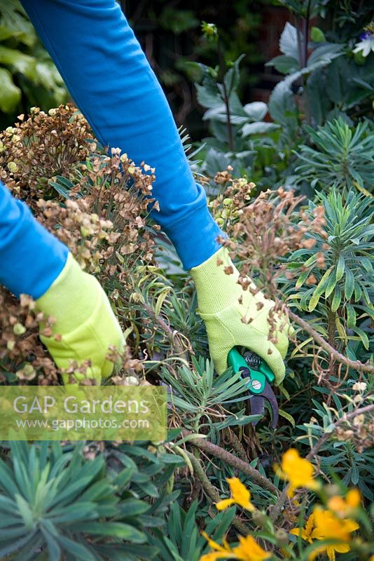 Couper les vieilles têtes de fleurs d'Euphorbia characias subsp wulfenii