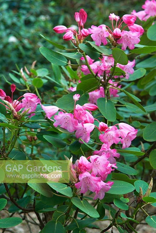 Rhododendron orbiculare - Abbotsbury Subtropical Gardens, Abbotsbury, nr Weymouth, Dorset, Royaume-Uni