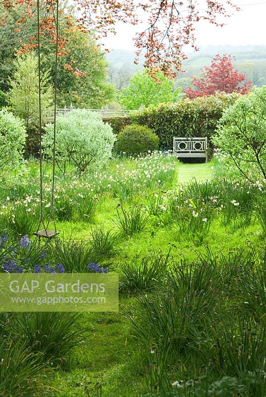 Herbe rugueuse avec narcisses dans une zone sauvage du jardin caractérisée par des formes argentées de Salix hookeriana. Jardin privé, Dorset, UK