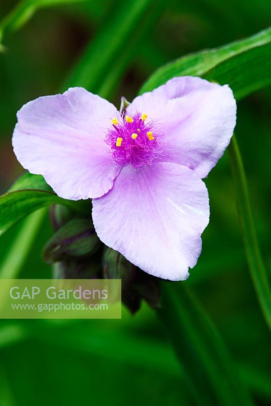 Tradescantia - Groupe Andersoniana 'Perinne's Pink'