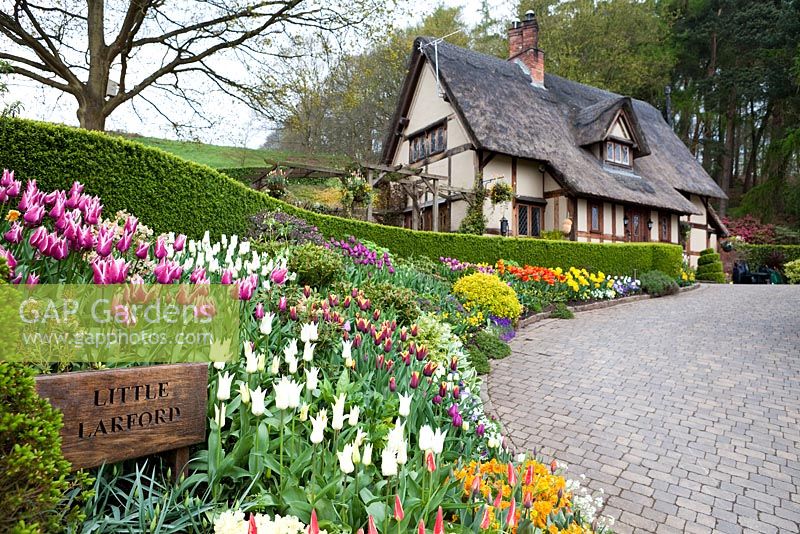 Tulipes à Little Larford Cottage, Worcestershire