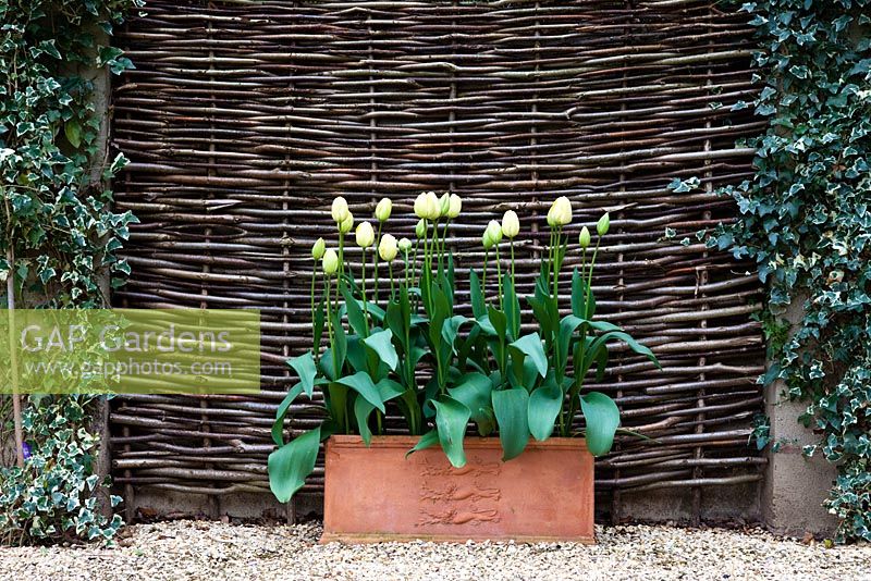 Tulipes dans un bac en terre cuite avec haie noisette et lierre à Little Larford Cottage, Worcestershire