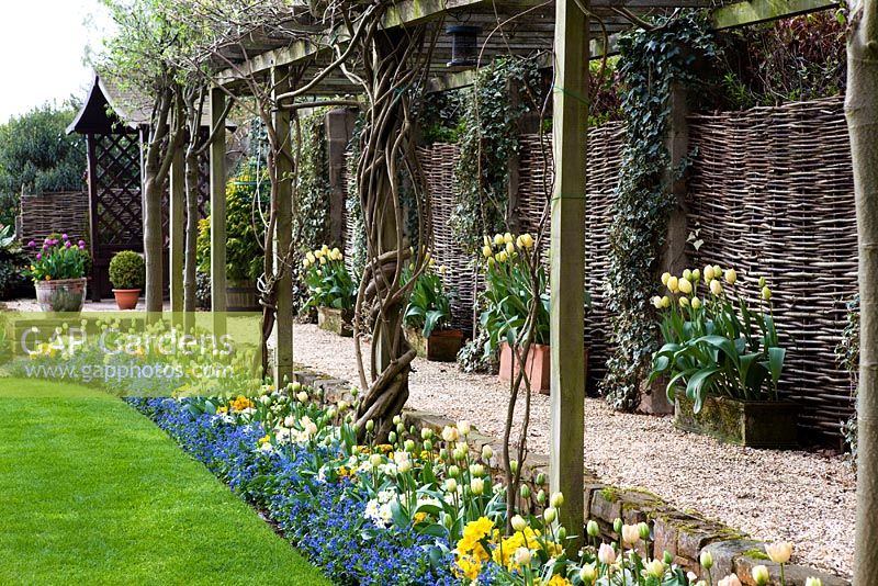 Tulipes à Little Larford Cottage, Worcestershire - Pergola et chemin de gravier