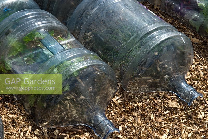 Utilisation de pots d'eau en plastique recyclé pour la protection et la multiplication des plantes - Malvern Spring Show 2009