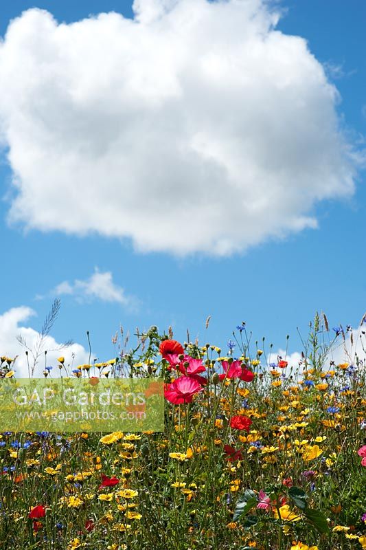 Fleurs sauvages contre le ciel bleu nuageux dans la campagne anglaise