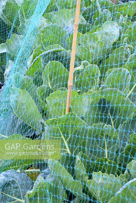 Brassicas protégés par des filets pour la lutte contre les ravageurs et la protection des plantes