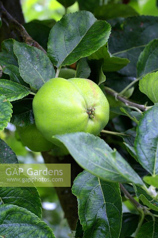 Malus - Variété de pommes à cuisson précoce en juillet
