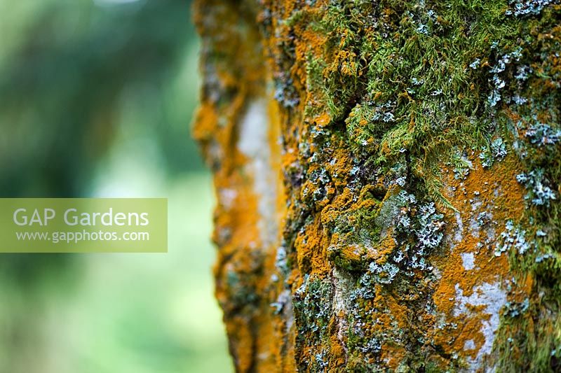 Betula pendula - algues Trentepohlia et lichen sur un tronc d'arbre bouleau verruqueux