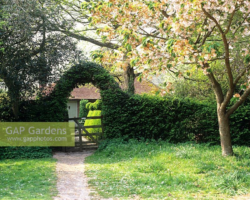 Entrée du jardin par haie avec arche et cerisier - Jardin de Charlotte Molesworth, Kent