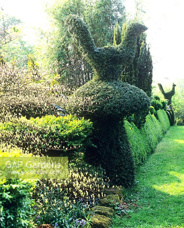 Vue le long d'une haie topiaire - Jardin de Charlotte Molesworth, Kent