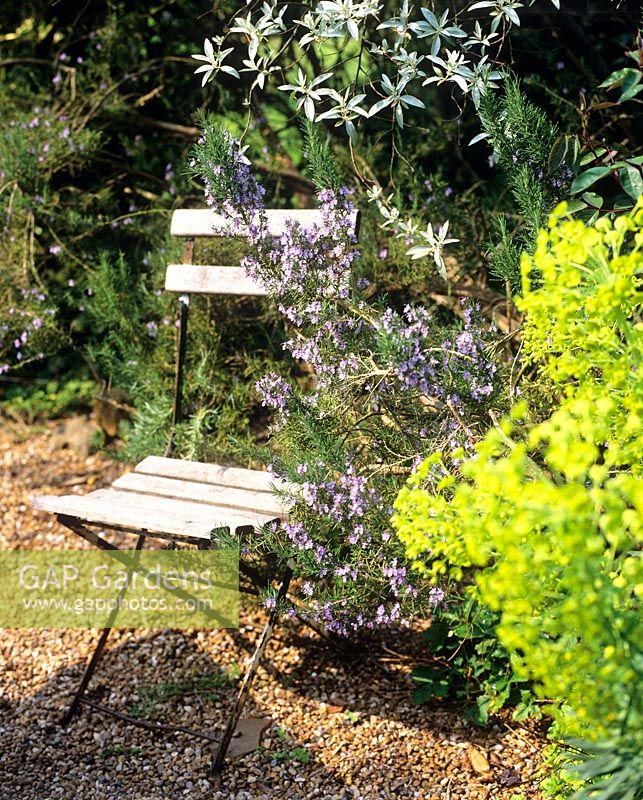 Chaise pliante de style bistrot près de Rosmarinus et Euphorbia - Charlotte Molesworth's garden, Kent