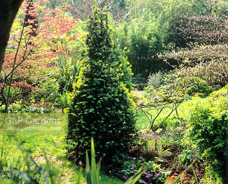 Zone boisée avec topiaire conique Acer et Buxus - Jardin de Charlotte Molesworth, Kent