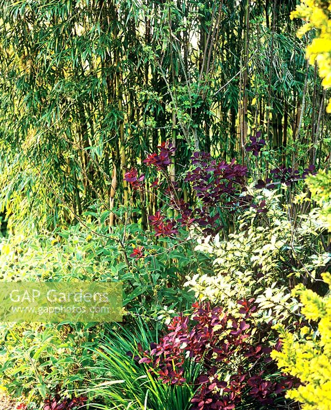 Bambous et arbustes - Jardin de Charlotte Molesworth, Kent