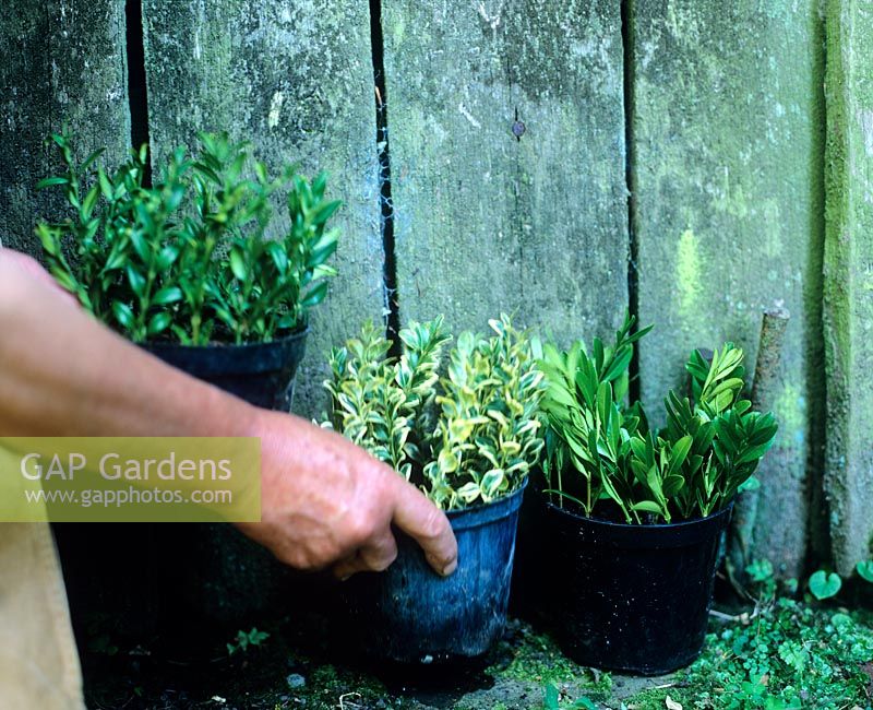 Étape par étape 8 de la prise de boutures en août. Placer dans un endroit exposé au nord pendant un an. Vérifiez de temps en temps pour éviter qu'ils ne se dessèchent et ne le laissez pas sur l'eau - Charlotte Molesworth's garden, Kent