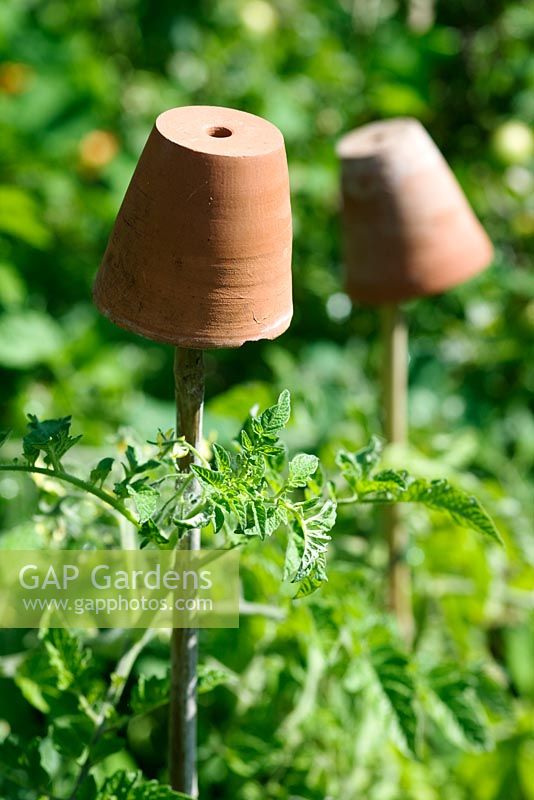 Pots en terre cuite sur des cannes supportant des plants de tomates