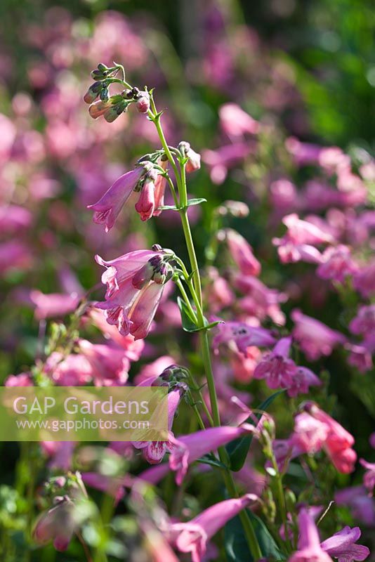 Penstemon 'Hewell Pink Bedder'