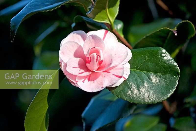 Camellia japonica 'Contessa Lavinia Magi'
