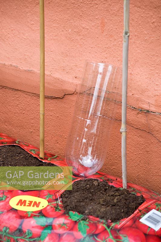 Étape par étape de la plantation de tomates dans un sac de croissance - Réservoir d'eau placé dans un sac de croissance