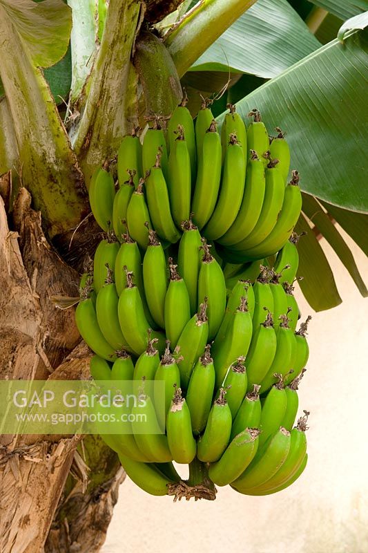 Musa acuminata 'Colla' - Banane naine au Jardin botanique de l'hôtel Quinta Splendida, Madère, février