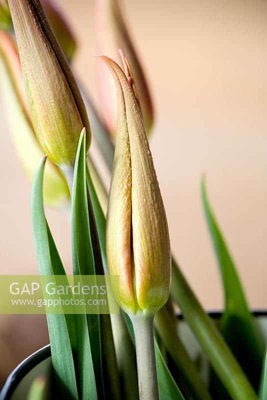 Tulipe en bouton - Kate Nicoll's Succession's Nursery, Oxfordshire