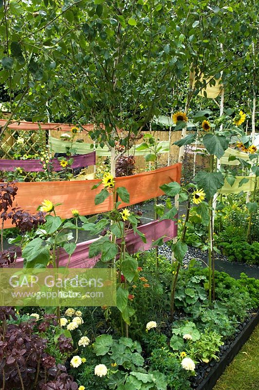 Tissu teint et clôture en roseau, bouleaux et Helianthus - 'Couleur du jardin', RHS Hampton Court Palace Flower Show 2009