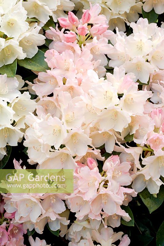 Rhododendron 'Percy Wiseman' l'un des hybrides de yakushimanum les plus populaires