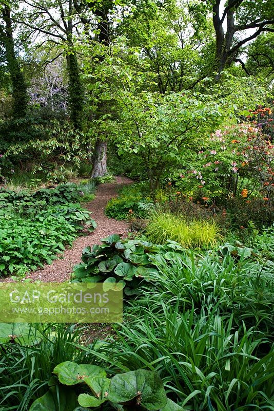 Jardin humide, Knoll Gardens, Dorset en mai avec Ligularia 'Desdemona', Carex elata 'Aurea', Salix fargesii, Azalea 'Honeysuckle' et Euphorbia 'Fireglow'