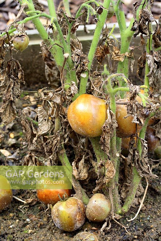 Tomates d'extérieur atteintes de brûlure en juillet, généralement causées par une combinaison de conditions météorologiques chaudes et humides qui peuvent produire le champignon Phytophthora infestans