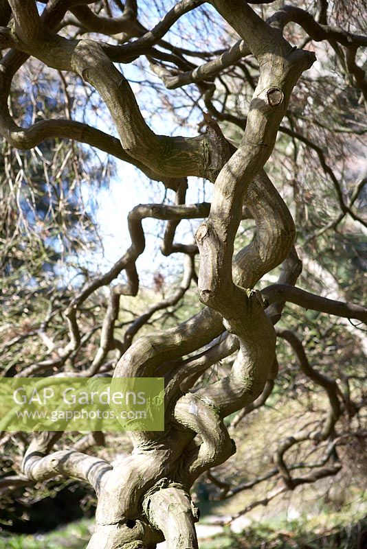 Branches nues torsadées d'un arbre
