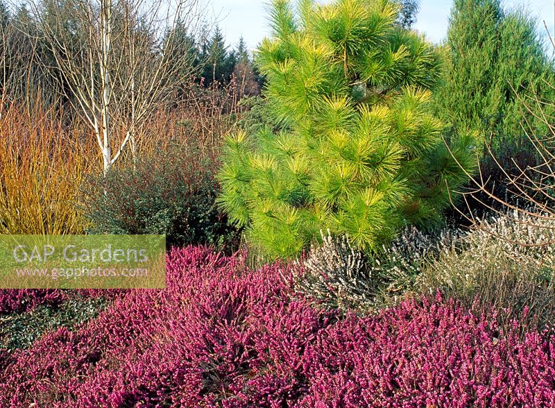 Jardin de bruyère en hiver. Pinus radiata 'Aurea', Betula 'Snow Queen', Erica 'Kramers Rote'