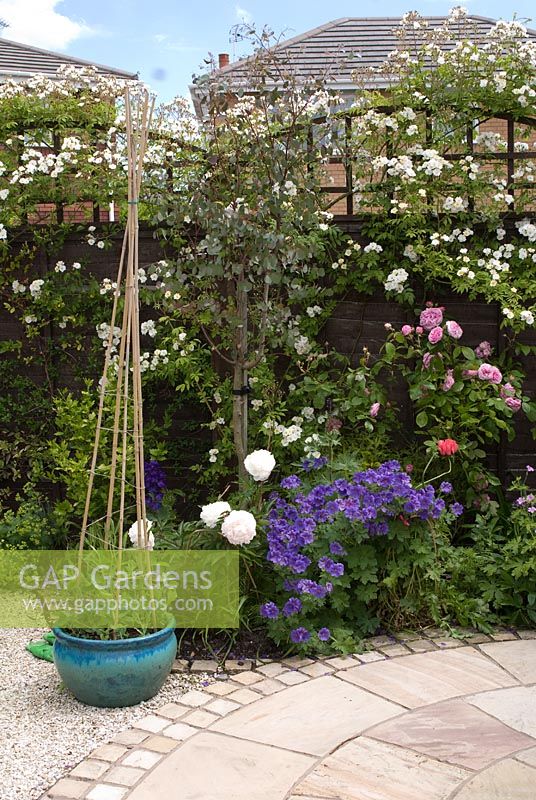 Rosa 'Rambling Rector' grimpant sur une clôture en bois, Rosa 'Gertrude Jekyll', Eucalyptus, Paeonia blanc et Géraniums en parterre de fleurs avec terrasse adjacente dans un petit jardin arrière